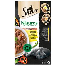 Bild Ekonomipack: Sheba Nature's Collection in Sauce 64 x 85 g - Fjäderfävariationer