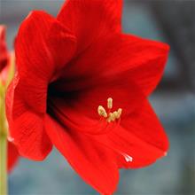 Bild Amaryllis 'Ferrari' 1st