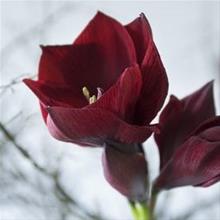 Bild Amaryllis 'Amsterdam' 1st