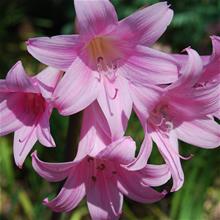 Bild Amaryllis 'Belladonna Pink' 1st