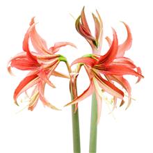 Bild Amaryllis 'Tango' 1st