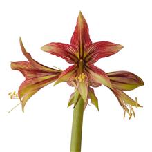 Bild Amaryllis 'Mystica' 1st