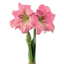 Bild Afrikansk Amaryllis 'Candy Floss' 1st