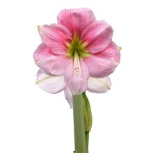 Bild Afrikansk Amaryllis 'Blushing Bride' 1st