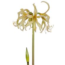 Bild Afrikansk Amaryllis 'Saffron' 1st