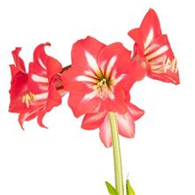 Bild Afrikansk Amaryllis 'Hot Lips' 1st