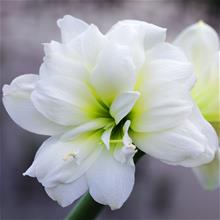 Bild Amaryllis 'Marilyn' 1st