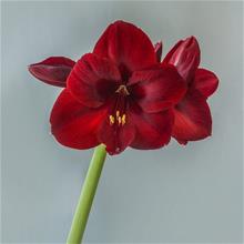 Bild Amaryllis 'Carmen' 1st