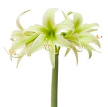 Bild Amaryllis 'Evergreen' 1st