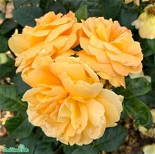 Bild Floribundaros BERNSTEIN-ROSE 5-pack barrot