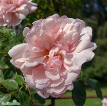 Bild Storblommig klätterros 'Albertine' barrot 1-pack barrot