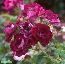 Bild Floribundaros 'Burgundy Iceberg' 1-pack barrot