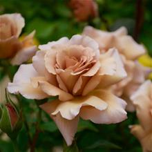 Bild Floribundaros 'Koko Loko' 1st barrotad