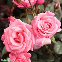 Bild Floribundaros BELLA ROSA 5-pack barrot