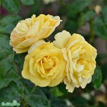 Bild Floribundaros 'Chinatown' 5-pack barrot