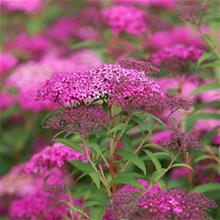 Bild Rosenspirea 'Anthony Waterer' 100-p barrotad 20-30cm