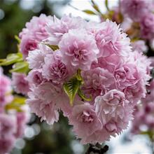 Bild Japanskt hängkörsbär 'Kiku-shidare-zakura' Sh 100-120 co