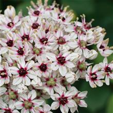 Bild Allium 'Silver Spring' 1st