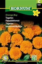 Bild Sammetsagetes 'Orange Boy', frö