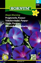 Bild Purpurvinda 'Magic Morning', frö