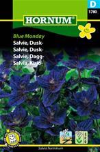 Bild Broksalvia 'Blue Monday', frö