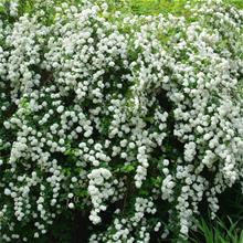 Bild Bukettspirea (x vanhouttei) 3-3,5 L