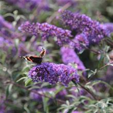 Bild Syrenbuddleja 'Nanho Blue' 3-3,5 L