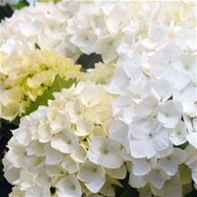 Bild Hortensia Endless Summer 'The Bride' 5 L