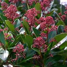 Bild Skimmia 'Rubinetta' 1,5-2,5 L