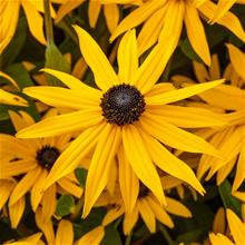 Bild Strålrudbeckia 'Goldsturm' 17-19 cm kruka