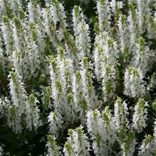 Bild Stäppsalvia 'Sensation Medium White' 17cm kruka