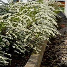 Bild Norskspirea 'Grefsheim' 10-p barrotad 30-50cm