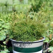 Bild Plymspirea 'Fairy Hair' 3-3,5 L