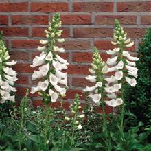 Bild Fingerborgsblomma 'Dalmatian White' 10,5cm kruka