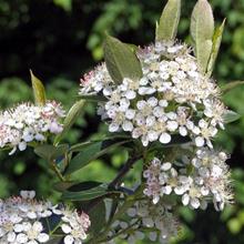 Bild Svartaronia 'Hugin' 2-3,5 L