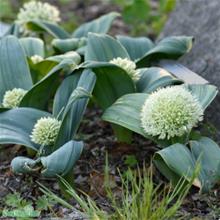 Bild Allium, Boll-lök 'Ivory Queen' 3st