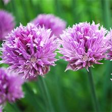 Bild Allium 'Ostrowskianum' (Berglök) 25st